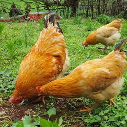 土鸡养殖自配饲料方法