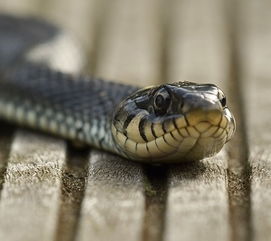 蛇是哺乳动物吗 蛇的寿命有多长