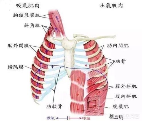 胸骨剑突 人体的胸骨有多少节呢？ 