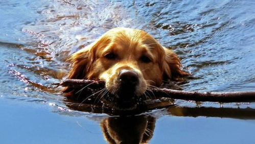 哪些狗狗天生擅长游泳 第一名堪称全能,第二名深藏不露 