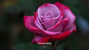 玫瑰花语图片 
