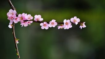 关于春天写桃花的诗句