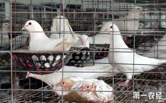 如何养殖白羽王鸽 白羽王鸽的养殖特点和管理要点