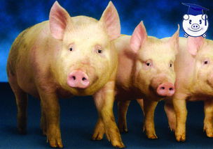 注意这三点,可轻松监测猪群的健康状况