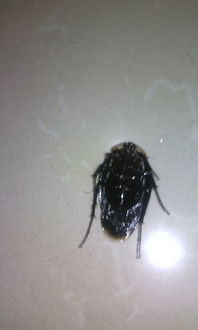 家里有黑色的虫子,大拇指大小,爬的超快还有声音,喜欢黑暗的角落, 