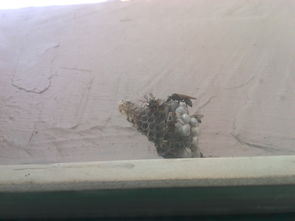 我家大屋窗户外框的墙上有个马蜂窝,马蜂大概有8,9只,我爸明早要自己拿棍子自己捅,怎么办 