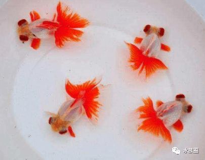 为什么中国人把金鱼叫红鱼 西晋开始养鱼 水招财,鱼镇宅,有鱼有水富贵来