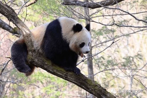 中国竟然有两种大熊猫