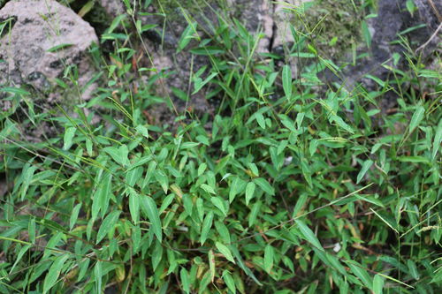 庆元植物1399 禾本科 莠竹属 柔枝莠竹