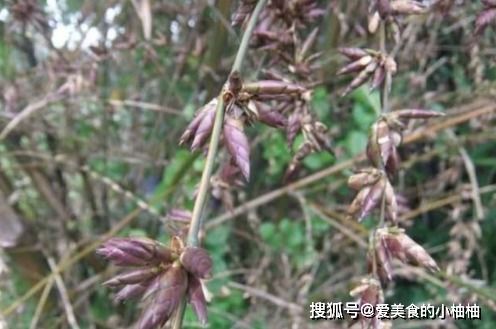 这植物百年才开一次花,开花结果后就会死去,果实稀罕150元一斤