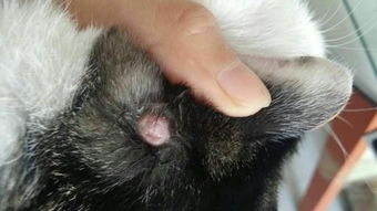 家里的猫咪在外边流浪过,头上 耳朵上局部掉毛,刚开始怀疑是毛癣用了克霉唑药膏,感觉已经好了一个多月 