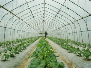 浅谈设施小气候调控技术要点,设施蔬菜病虫，如何开展蔬菜病虫害绿色防控
