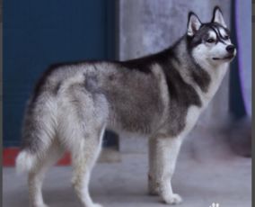 阿拉斯加雪橇犬和哈士奇的幼犬如何分辨 