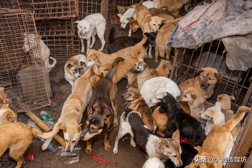 达州跟踪3天救600狗后续 被 甩锅 的流浪动物救助站 争议中前行