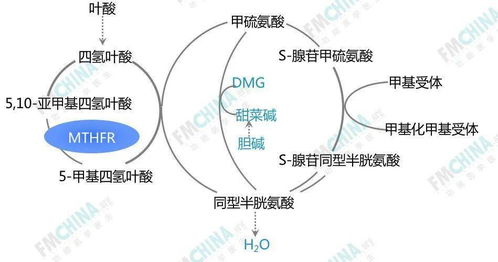 功能医学专业分享 心血管疾病预警指标之同型半胱氨酸和铁蛋白