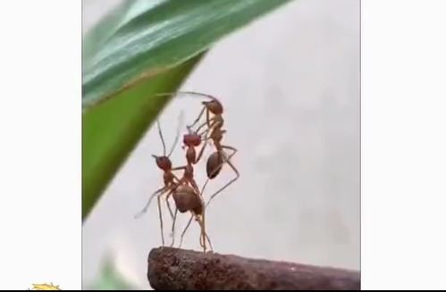 蚂蚁界三个人的友谊 蚂蚁被抛弃是不是也会失落呢 