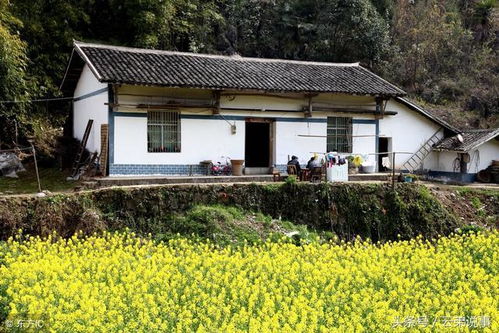 住宅里有蛇在风水中有什么讲究 资深风水先生告诉你,值得收藏