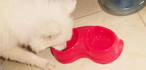 狗狗用的水碗,居然隐藏着大危险