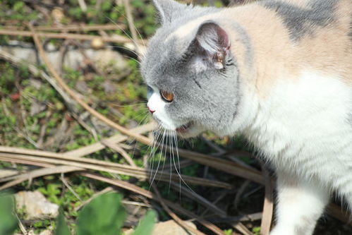 绊运猫舍 猫耳朵里爬满白色会动的小虫,猫咪耳螨长什么样子