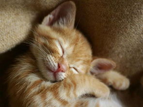 猫咪睡觉时抽搐颤抖,猫咪睡觉时抽搐颤抖还翻白眼
