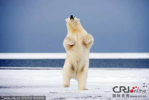 阿拉斯加北极熊携伙伴儿跳交谊舞 高清组图