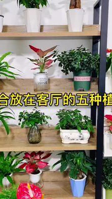 现在知道客厅都养什么植物了吧,每一盆寓意都是非常好 室内盆栽 