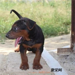 舟州哪里有苏联红犬幼犬出售 小苏联红犬多少钱一只
