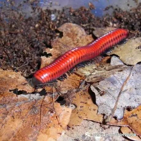 移动的珠宝 常见千足虫 马陆 Millipede 完全图鉴 