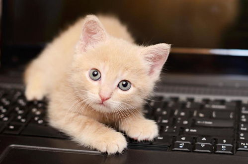 我的键盘上长出一只猫