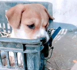 小奶狗被收养,连着几天水米不进,悲伤的神情让人心生怜