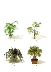 盆栽植物素材小型室内盆栽室内设计素材 米粒分享网 Mi6fx Com