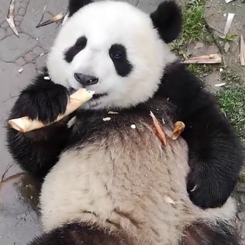 熊猫 还是当国宝好,天天都有好吃的 