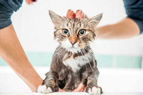 猫怕水为什么 应该怎么给猫洗澡