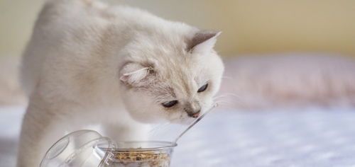 有些猫咪喝牛奶会腹泻,那喵星人吃酸奶会有问题吗