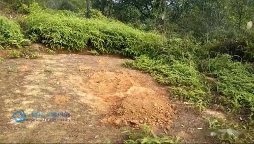 阴毒啰 茂名这家人的祖坟竟被人刨了,谁干的