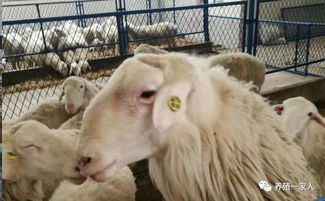 给羊育肥开始后,养羊户应注意哪些问题