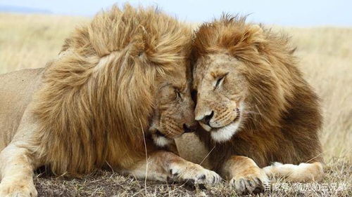 狮子该不该分到犬科 它们群居是弱者抱团,还是高级的进化形态