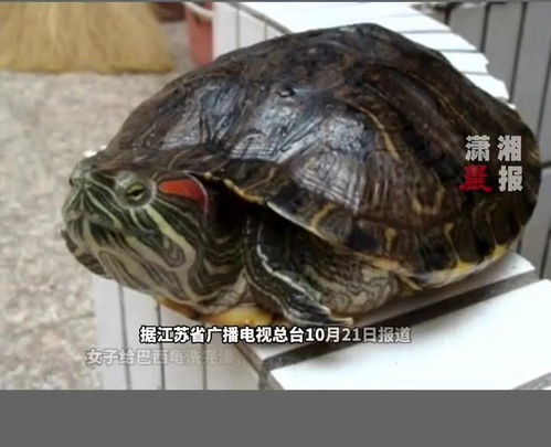 江苏一女子养了20年的乌龟被偷,找到时已经成了下酒菜,只剩下乌龟骨头残渣和乌龟壳 