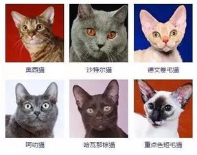 猫咪品种大全