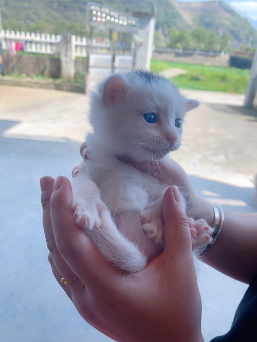 蓝眼睛的猫是什么品种 