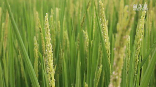 海水稻种植条件及种植方法,袁隆平院士逝世后，海水稻的技术有人能够继续传承研究吗
