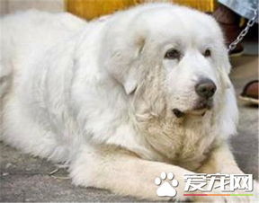 纯种大白熊犬的价格 宠物级就1000到3000
