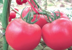 西红柿的全部种类