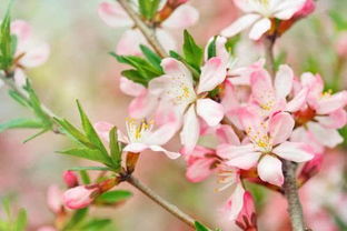 杜甫的关于桃花的诗句有哪些