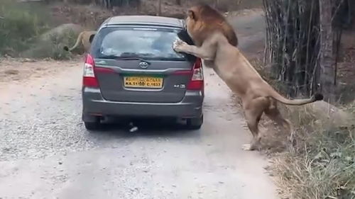 一辆车开在路上,遇到一只狮子,狮子直接爬到车上 