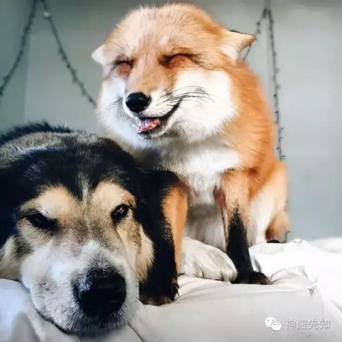 看完眼睛会笑成一条桥 蠢萌狐狸和它的狗朋友