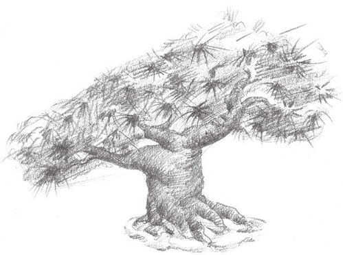 素描松树的绘画教程 3