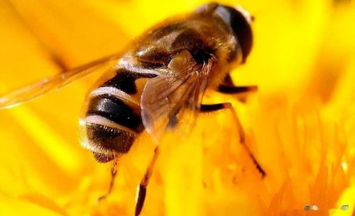 蜜蜂的舞蹈语言,你知道它们是怎么告诉同伴花源位置和质量的吗