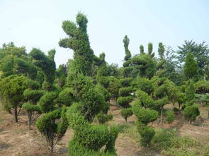 供应江苏蜀桧苗木价格基地哪家好南京云飞苗木基地供应商 南京云飞园艺场 