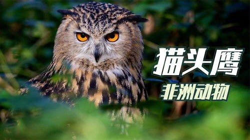 猫头鹰,脊索动物门鸟纲动物,是中国国家的二级保护动物 